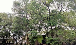 Selain Ikonik, Belimbing Dewa Juga Kebanggaan Warga Depok Selain Ikonik, Belimbing Dewa Juga Kebanggaan Warga Depok