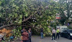 Pohon Besar Tumbang Timpa Warung di Depan Mal PVJ Bandung Pohon tumbang di Jl. Sukajadi depan Paris Van Java. Foto : Boy Darmawan/Jabar Ekspres