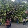 Pohon tumbang di Jl. Sukajadi depan Paris Van Java. Foto : Boy Darmawan/Jabar Ekspres
