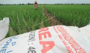 Petani menebar pupuk di areal sawah desa Brondong, Kecamatan Pasekan, Indramayu, Jawa Barat. (ANTARA FOTO/Dedhez Anggara)