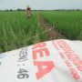Petani menebar pupuk di areal sawah desa Brondong, Kecamatan Pasekan, Indramayu, Jawa Barat. (ANTARA FOTO/Dedhez Anggara)