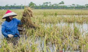 Curah Hujan Tinggi, Kementan Sosialisasikan Antisipasi Gagal Panen