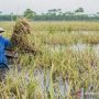 Terendam Banjir, 219 Hektar Sawah di Karawang Terancam Puso