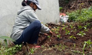 Kelompok Tani Wanita Cipageran Manfaatkan Lahan untuk Bercocok Tanam Kelompok Tani Wanita Cipageran Manfaatkan Lahan untuk Bercocok Tanam