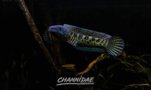 Ikan Channa untuk Pemula: Risalah Penghobi Sekaligus Peternak Channidae