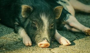 Babi Ngepet yang Viral Ternyata Hasil Rekayasa 8 Orang