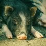 Babi Ngepet yang Viral Ternyata Hasil Rekayasa 8 Orang