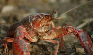 Lobster. Ilustrasi: Pixabay