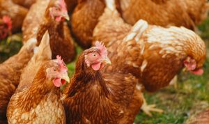 Ayam Potong Naik di Pasaran, Sampai Rp50 Ribu
