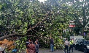 ILUSTRASI: Pohon besar yang Tumbang di jalan Sukajadi beberapa waktu lalu Ditandai dengan tidak adanya angin ataupun hujan sebelum kejadian tersebut. Foto: boy Darmawan/Jabar Ekspres.