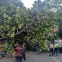 ILUSTRASI: Pohon besar yang Tumbang di jalan Sukajadi beberapa waktu lalu Ditandai dengan tidak adanya angin ataupun hujan sebelum kejadian tersebut. Foto: boy Darmawan/Jabar Ekspres.