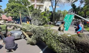 Perubahan Cuaca Mulai Terjadi, Waspadai Pohon Tumbang!