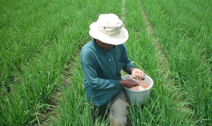 Petani Mulai Keluhkan Harga Pupuk Petani Mulai Keluhkan Harga Pupuk