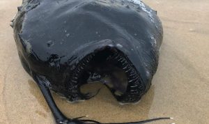 Football Fish