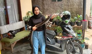 Icha, pemilik ular jenis king kobra. Foto: Sandi Nugraha.