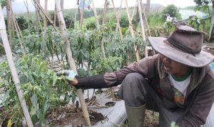 Petani Girang Harga Cabai Rawit Naik Lagi