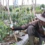Petani Girang Harga Cabai Rawit Naik Lagi