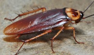 Usir Kecoak di Rumahmu dengan 3 Cara Ini