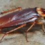 Usir Kecoak di Rumahmu dengan 3 Cara Ini