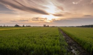 Gagal Panen, 3.500 Hektare Padi di Kotawaringin Timur, Ini Penyebabnya Gagal Panen, 3.500 Hektare Padi di Kotawaringin Timur, Ini Penyebabnya