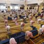 Dalam file foto yang diambil pada 31 Mei 2020 ini, jamaah Muslim Saudi mengamati jarak aman saat mereka melakukan salat Zuhur di masjid Al-Rajhi di ibu kota Riyadh. foto berkas AFP
