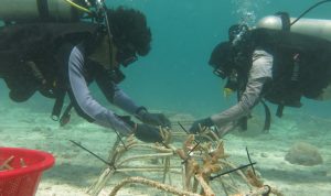 Lestarikan Lingkungan, PLN Lakukan Transplantasi Terumbu Karang di Konawe Selatan Sultra