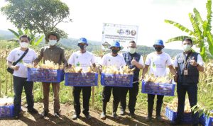 Gubernur Jabar Ridwan Kamil panen jagung, hasil dari program Petani Milenial.