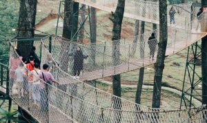 Wisatawan di Orchid Forest Cikole Lembang sedang jalan-jalan di jembatan gantung di antara hutan pinus.