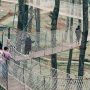 Wisatawan di Orchid Forest Cikole Lembang sedang jalan-jalan di jembatan gantung di antara hutan pinus.
