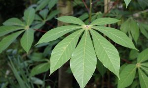 Bahaya Daun Singkong Jika Dikomsumsi Berlebihan, Salah Satunya Bisa Sesak Nafas Daun Singkong Ternyata Jangan Dikonsumsi Berlebihan, Salah Satunya Bisa Sesak Nafas