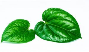 Bukan Cuma untuk Wanita, Inilah 3 Khasiat Daun Sirih untuk Pengobatan