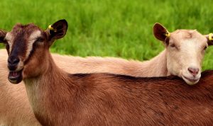 Syarat Kambing Kurban