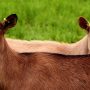 Syarat Kambing Kurban
