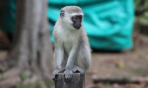 Hati-hati! Cacar Monyet Ditemukan Telah Menulari Warga AS Salah seorang penduduk Kota Texas Amerika Serikat (AS) dilaporkan tertular cacar monyet yang merupakan virus langka.