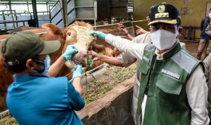 Bupati Bandung Dadang supriatna ikut memantau keberadaan hewan kurban sekaligus menyosilisasikan prokes pemotongan hewan kurban yang dianjurkan dilakukan di RPH