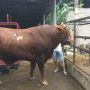 Harga Daging Sapi di Kota Bandung Berangsur Turun, Disdagin ungkap Bukan Karena PMK
