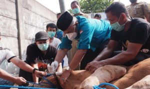 Pastikan Qurban Aman, Petugas Penyembelih Hewan Dites Antigen Pastikan Qurban Aman, Petugas Penyembelih Hewan Dites Antigen