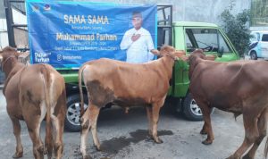 Idul Adha 2021, Muhammad Farhan Salurkan Puluhan Hewan Kurban di Kota Bandung dan Cimahi Hewan Kurban Sapi Milik Muhammad Farhan anggota DPR RI Komisi I