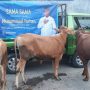 Hewan Kurban Sapi Milik Muhammad Farhan anggota DPR RI Komisi I