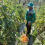 PANEN: Petani asal Lembang, KBB, sedang memanen tomat di kebunnya.