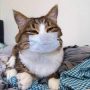 Hewan Peliharaan Kucing Ternyata Rentan Tertular COVID-19