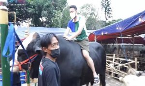 Sapi Kurban 1,4 Ton Raffi Ahmad Curi Perhatian Publik, Begini Wujudnya Rafi Ahmad menunggangi Sapi untuk Hewan Kurban dengan bobo 1.4 ton