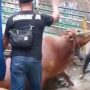 Sapi ngamuk ketika mau di sembelih