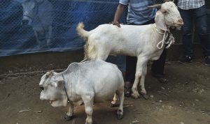 Sapi Terkecil di Dunia