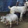 Sapi Terkecil di Dunia