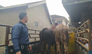 Dispangtan Cimahi Sasar 2.800 Ekor Hewan Kurban