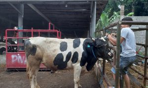 ILUSTRASI: Peternak hewan kurban di Lembang, KBB saat menunjukkan salah satu hewan kurban yang akan dijual pada konsumen.