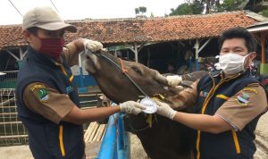 Dispernakan KBB Temukan Ratusan Hewan Kurban Tak Layak Jual ILUSTRASI: Pemeriksaan kesehatan hewan. (Istimewa)