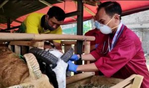 Berpenyakit, Puluhan Ekor Hewan Kurban di Kota Cimahi ILUSTRASI: Hasil pemeriksaan hewan kurban di Kota Cimahi mencatatkan puluhan hewan berpenyakit.