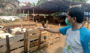 Kepala Operasional Amanda Kurban, Awal Huja.